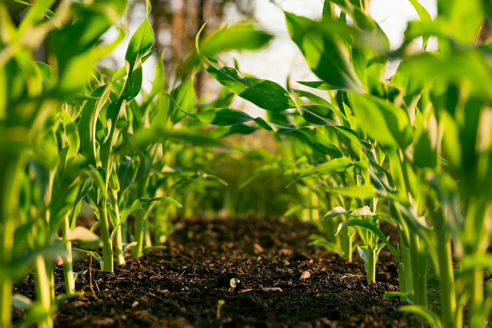 EUROTEC Agri bitki besleme ve tarımsal girdiler